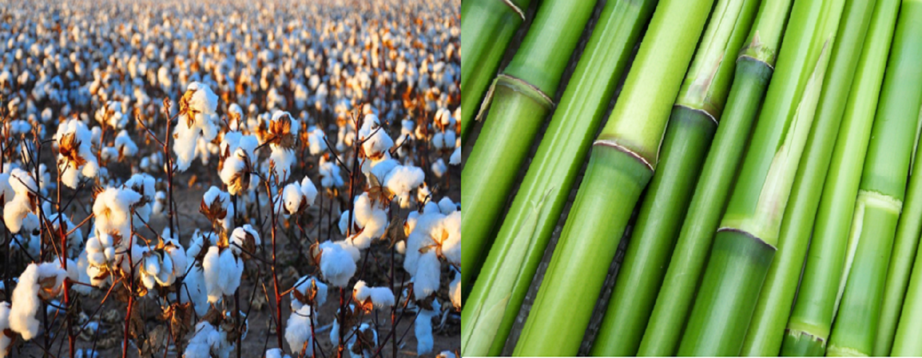 Organic Cotton & Bamboo 